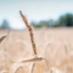 wheat, crop, nature-5996781.jpg